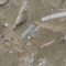 プラスチック
