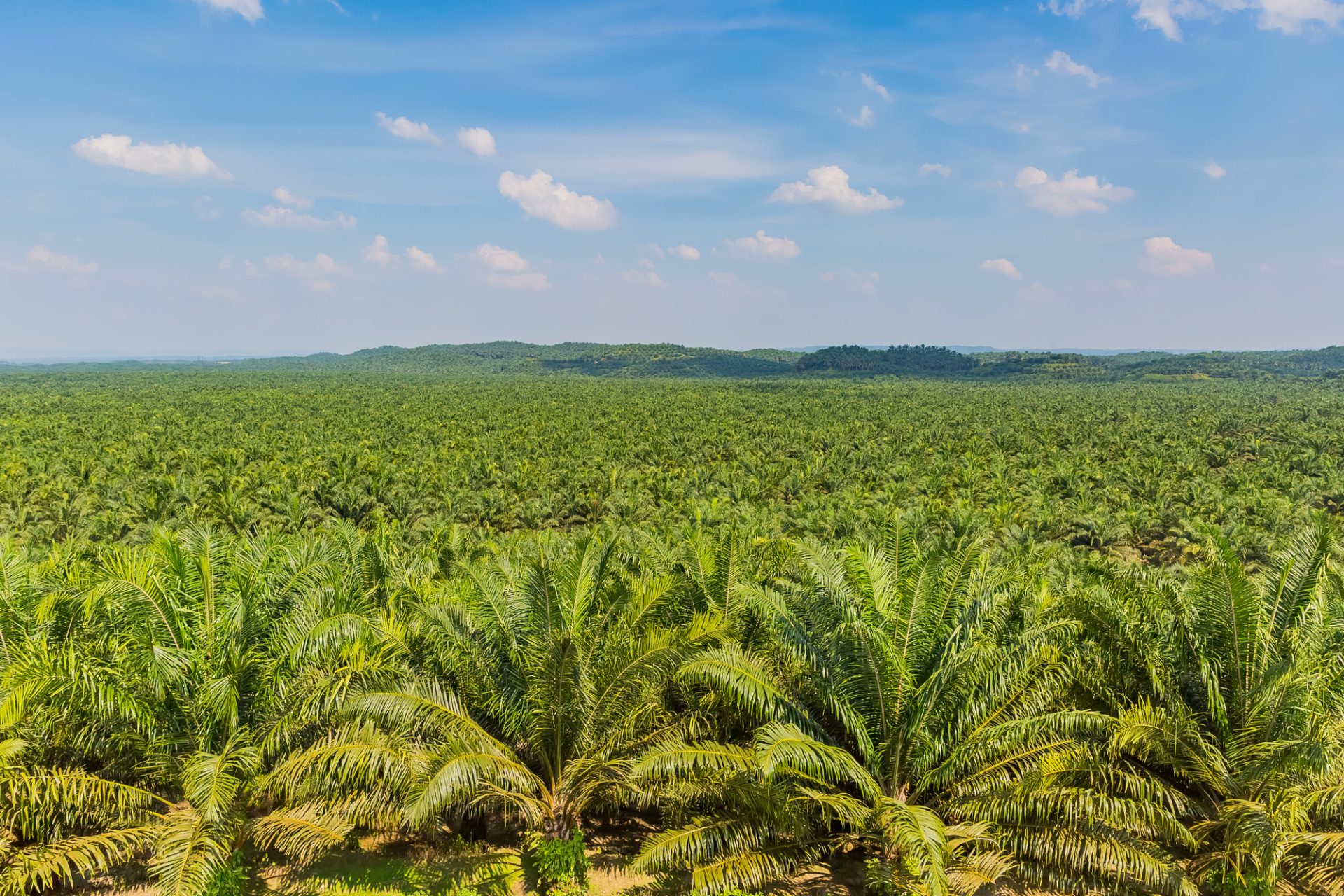 ISSB、自然資本の開示基準の公開草案を2026年10月を目処に公表へ